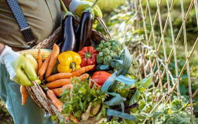 Del Campo al Plato: Comprendiendo las Alergias Alimentarias y Tomando Decisiones Dietéticas Informadas